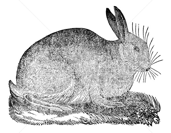 Stock foto: Hase · Jahrgang · Gravur · graviert · Illustration · schwarz