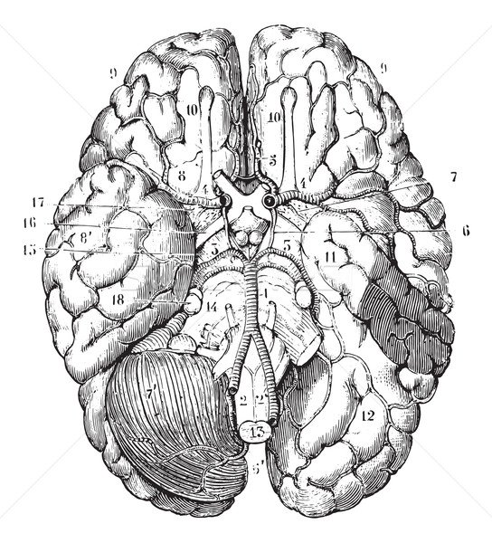 Foto d'archivio: Cervello · vintage · inciso · illustrazione · medicina