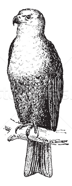 Eagle, vintage engraving. Stock photo © Morphart