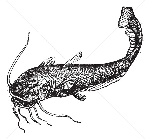 Catfish isolated on white, vintage engraving. Stock photo © Morphart