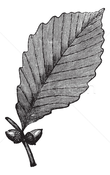 Chestnut Oak vintage engraving Stock photo © Morphart