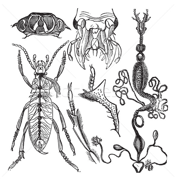 Scientifique Journal entomologie vintage gravure vieux [[stock_photo]] © Morphart