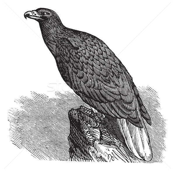 Eagle of Europe (Haliaeetus albicilla) or White-tailed Eagle, vi Stock photo © Morphart