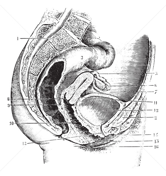 Female pelvis (antero-posterior section), vintage engraving. Stock photo © Morphart