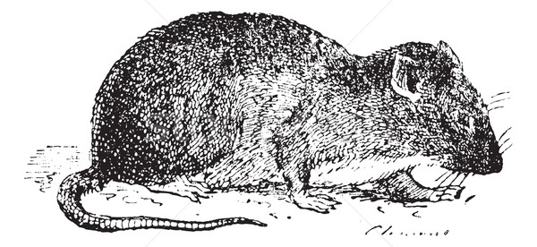 Brown rat  or Sewer rat, vintage engraving. Stock photo © Morphart