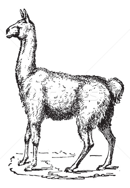 Lama, vintage engraving. Stock photo © Morphart