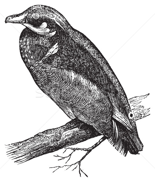 Wood duck, Carolina duck or Aix sponsa engraving Stock photo © Morphart