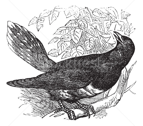 Common Cuckoo or Cuculus canorus vintage engraving Stock photo © Morphart