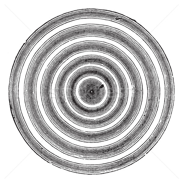 Ringe Jahrgang graviert Illustration Enzyklopädie schwarz Stock foto © Morphart