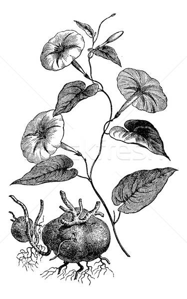 Jalap or Ipomoea purga, vintage engraving Stock photo © Morphart