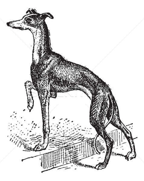 Greyhound, vintage engraving Stock photo © Morphart