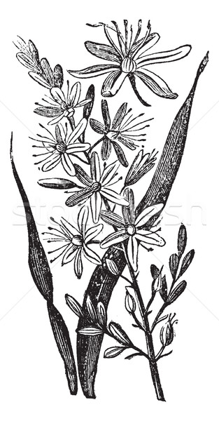 Branched Asphodel or Asphodelus ramosus vintage engraving Stock photo © Morphart