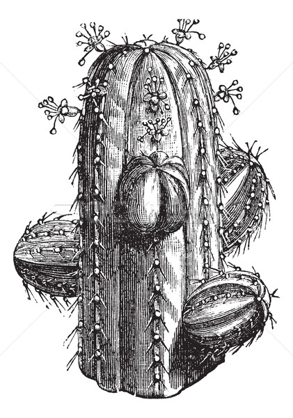 Euphorbia officinarum, vintage engraving Stock photo © Morphart