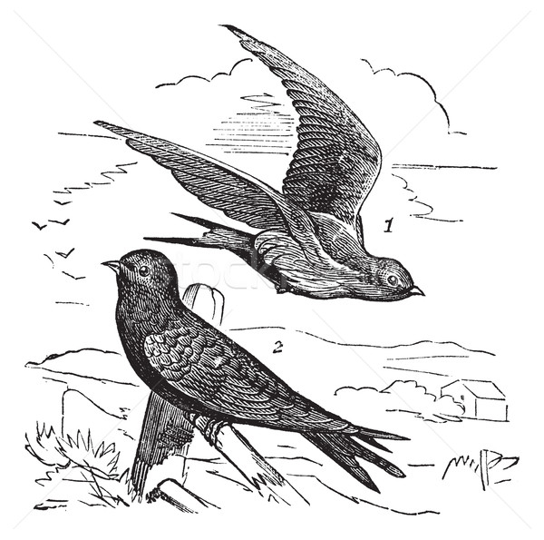 Common Swift or Apus apus vintage engraving Stock photo © Morphart