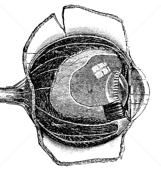 Anteroposterior Section of the Human Eye, vintage engraving Stock photo © Morphart