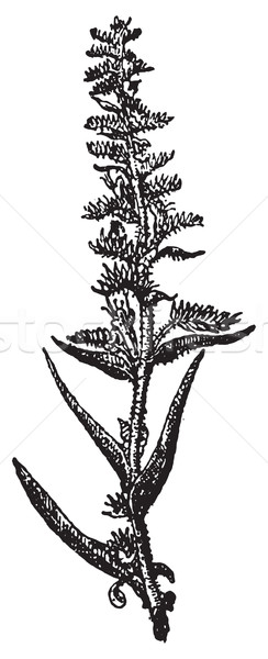 Echium vulgare or Viper's Bugloss, vintage engraving. Stock photo © Morphart