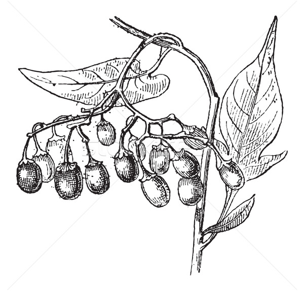 Bittersweet or Solanum dulcamara, vintage engraving Stock photo © Morphart