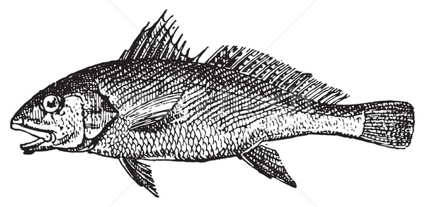 Common Croaker, vintage engraving. Stock photo © Morphart