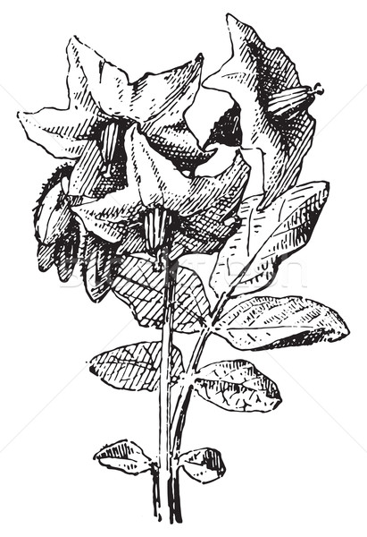 Stock photo: Potato flower and leaf, Parmentier, vintage engraving.