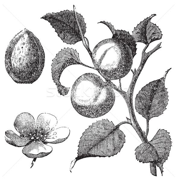 Apricot flower, tree and kernel old engraved illustration Stock photo © Morphart