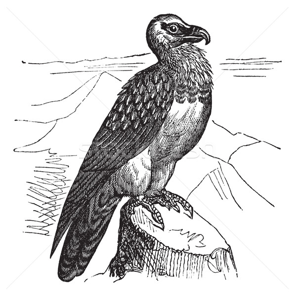 Foto d'archivio: Barbuto · avvoltoio · vintage · vecchio · inciso