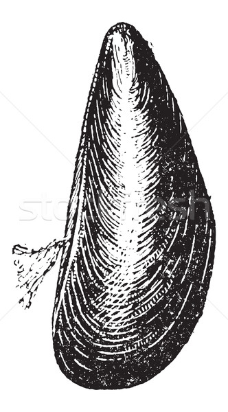 Marine Mussel, vintage engraving Stock photo © Morphart