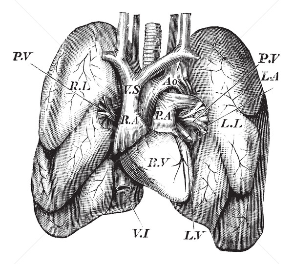 Stock photo: Human Heart and Lungs vintage engraving