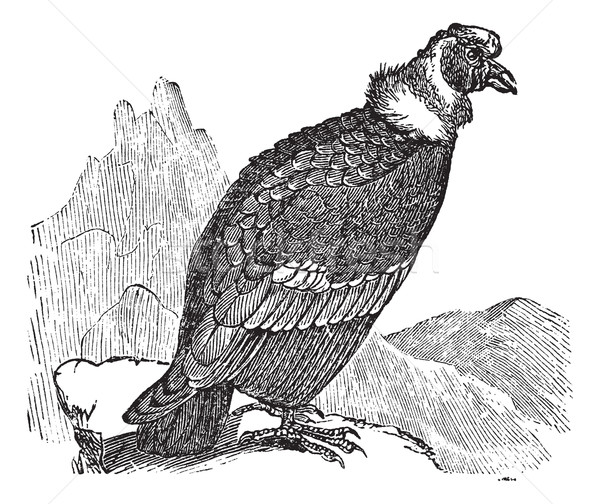 Andean Condor or Vultur gryphus vintage engraving Stock photo © Morphart