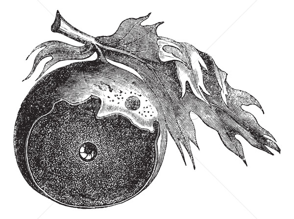 Gall of an oak and the way of insect escapes vintage engraving Stock photo © Morphart