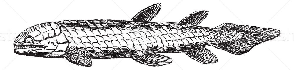 Osteolepis or Bone Scale fish isolated on white, vintage engravi Stock photo © Morphart
