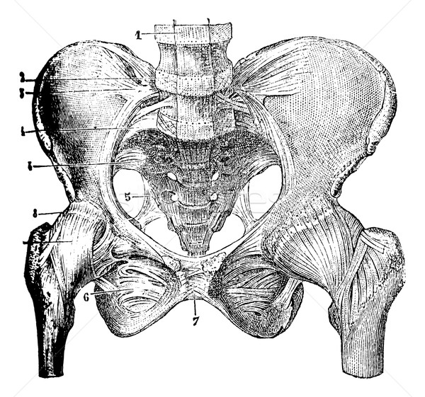 Articolazioni ossa vintage inciso illustrazione Foto d'archivio © Morphart