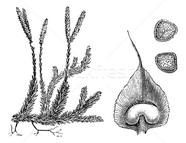 Lycopodium or Ground pines, vintage engraving. Stock photo © Morphart