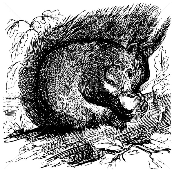 Red squirrel or Sciurus vulgaris chewing on an acorn Stock photo © Morphart