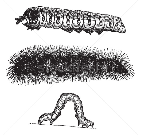 Caterpillar vintage engraving Stock photo © Morphart