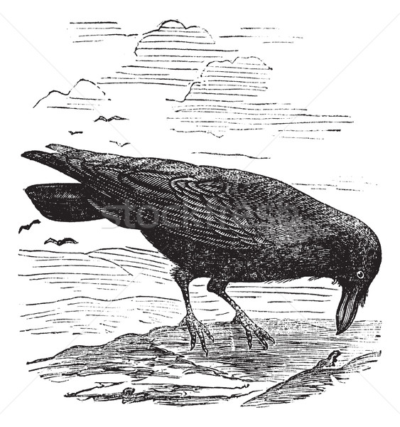 Common Raven or Northern Raven or Corvus corax vintage engraving Stock photo © Morphart