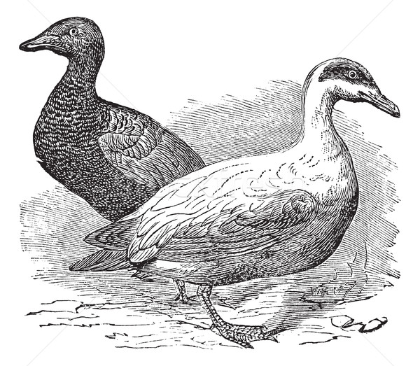 Common Eider or Somateria mollissima, vintage engraving Stock photo © Morphart