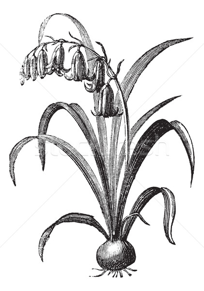 Stock photo: Common bluebell or Hyacinthoides non-scripta vintage engraving