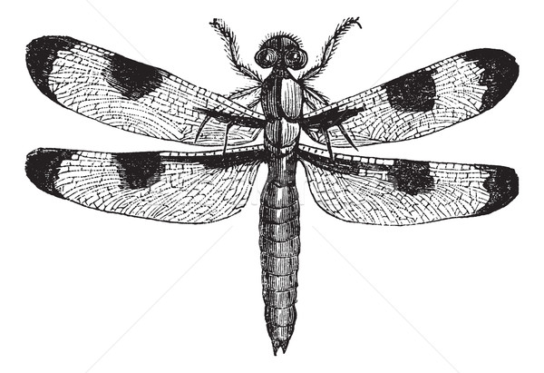 Dragonfly three spots (libellula trimaculata), vintage engraving Stock photo © Morphart