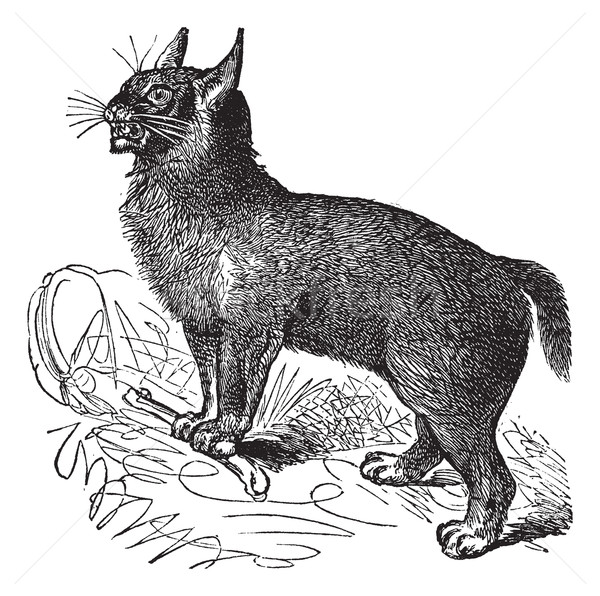 Canada Lynx or Lynx canadensis vintage engraving Stock photo © Morphart