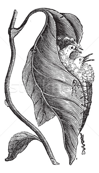Baya Weaver or Ploceus philippinus, vintage engraved illustratio Stock photo © Morphart