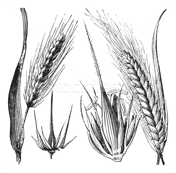 Common barley or Hordeum vulgare, Barley hinge or Hordeum distic Stock photo © Morphart