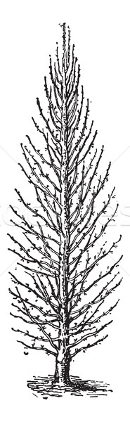 Pear Tree or Pyrus sp., vintage engraving Stock photo © Morphart