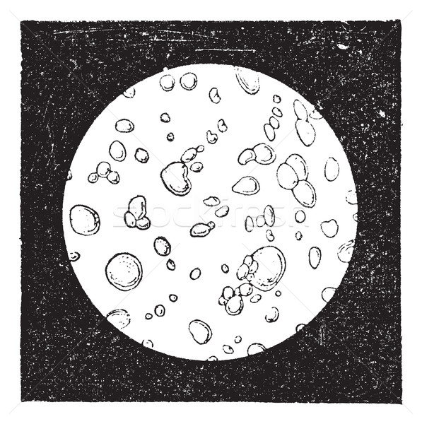 Pur lait microscope vintage gravure gravé Photo stock © Morphart