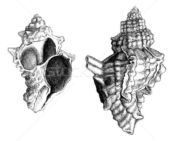Banded Dye-murex or Murex trunculus or Hexaplex trunculus, vinta Stock photo © Morphart