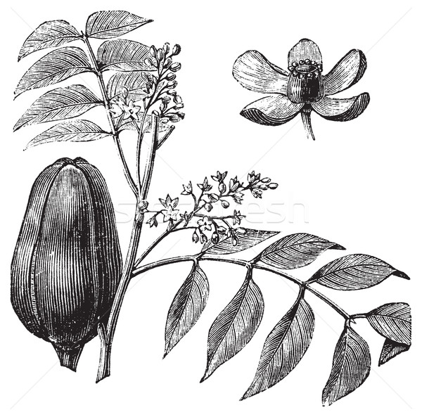 Mohagany or Meliaceae. Melia azedarach illustration Stock photo © Morphart