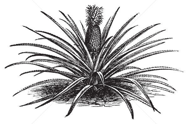 Pineapple, ananassa sativa or ananas comosus old vintage engravi Stock photo © Morphart