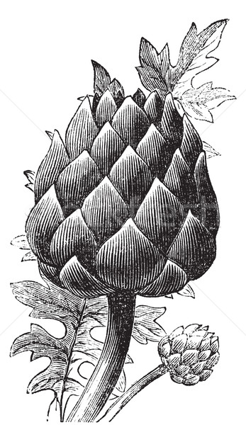 Artichoke, globe artichoke or Cynara cardunculus old engraving. Stock photo © Morphart