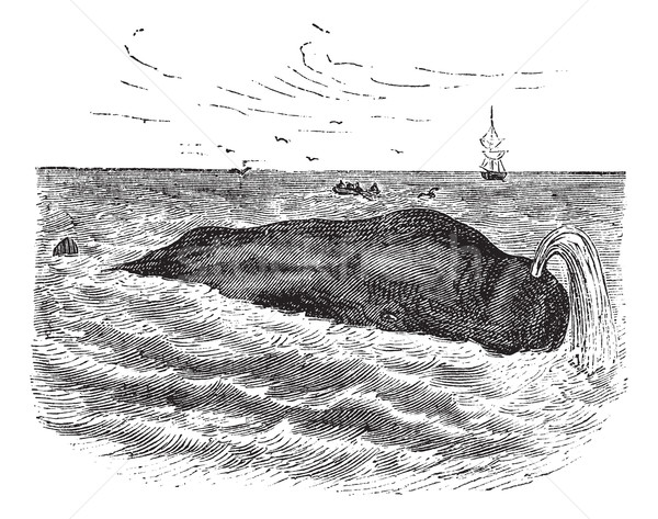 Sperm whale or Physeter macrocephalus, marine, mammal, vintage e Stock photo © Morphart