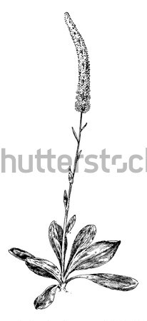 Sundew or Round-leaved Sundew or Drosera rotundifolia, vintage e Stock photo © Morphart