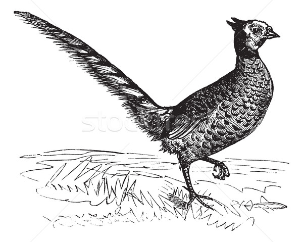 Common Pheasant or Phasianus colchicus, vintage engraving Stock photo © Morphart